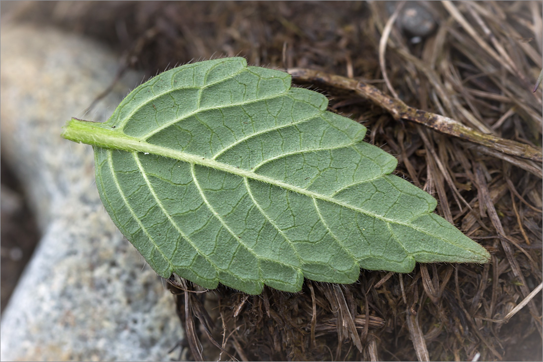 Image of Galeopsis bifida specimen.