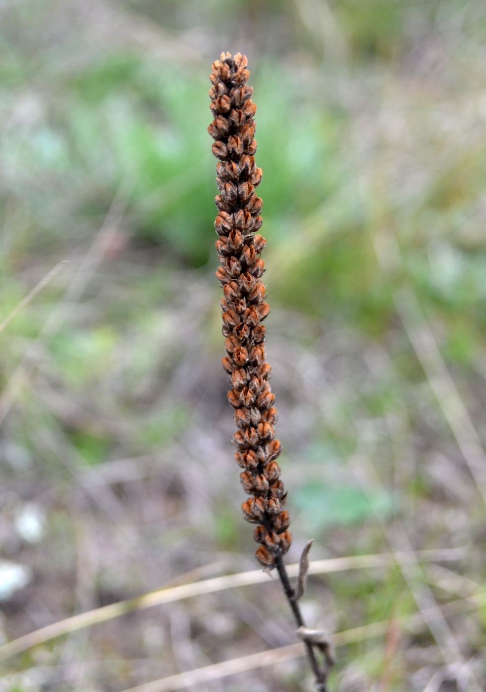 Image of genus Veronica specimen.