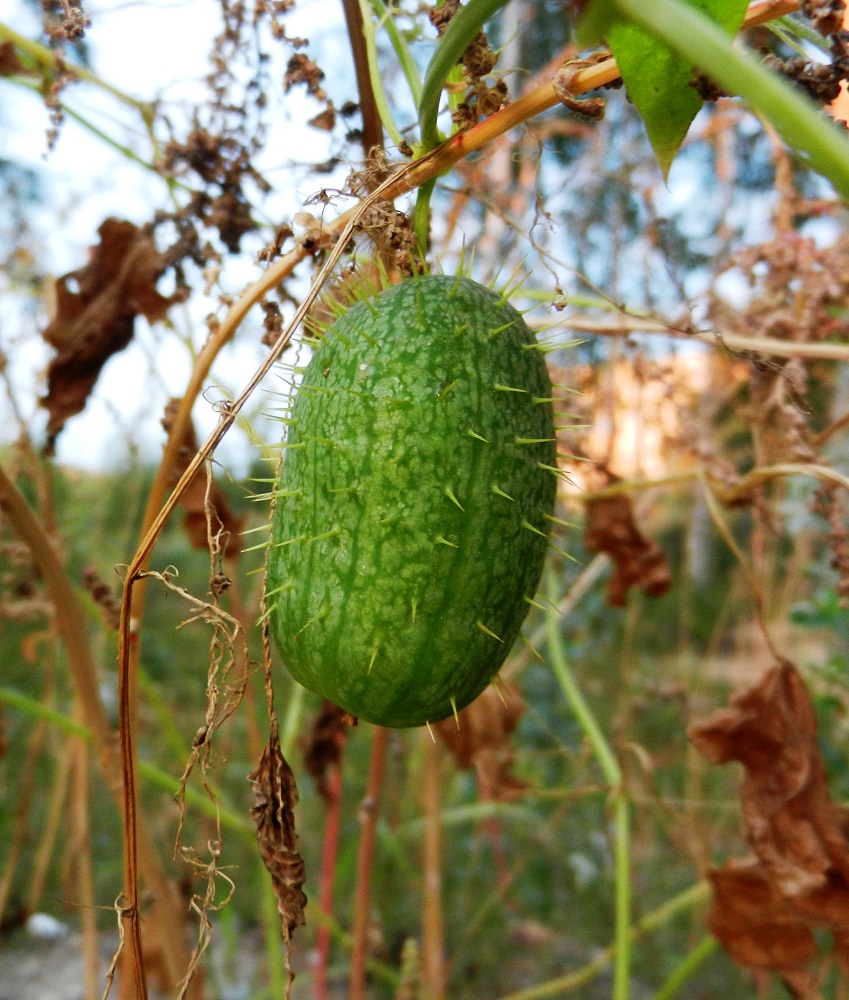 Изображение особи Echinocystis lobata.