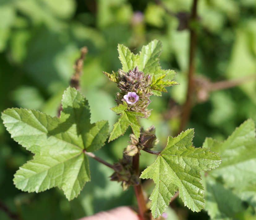 Image of Malva verticillata var. neuroloma specimen.