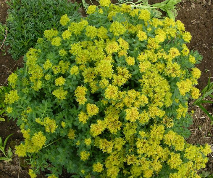 Image of Rhodiola rosea specimen.