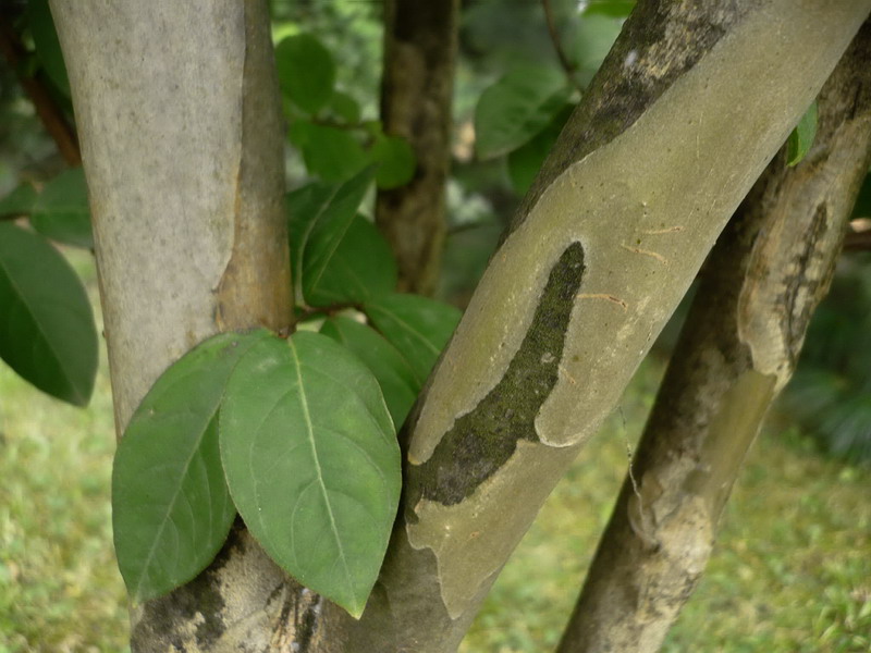 Image of Lagerstroemia indica specimen.