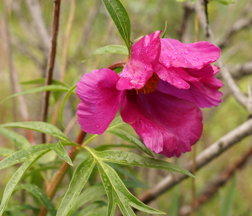 Image of Paeonia intermedia specimen.