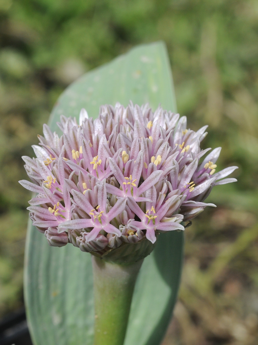 Image of Allium subakaka specimen.