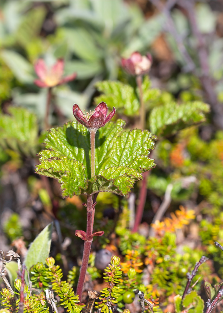 Image of Rubus chamaemorus specimen.