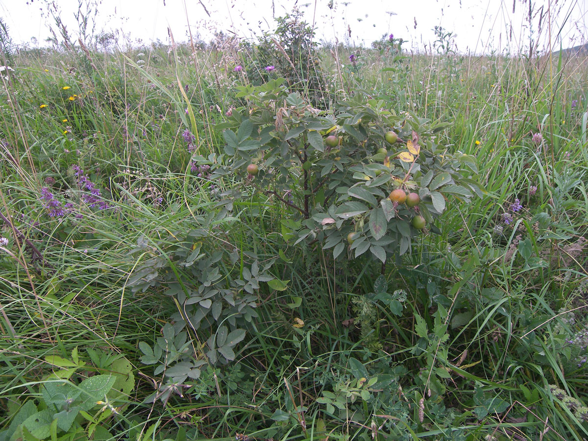 Image of Rosa praetermissa specimen.