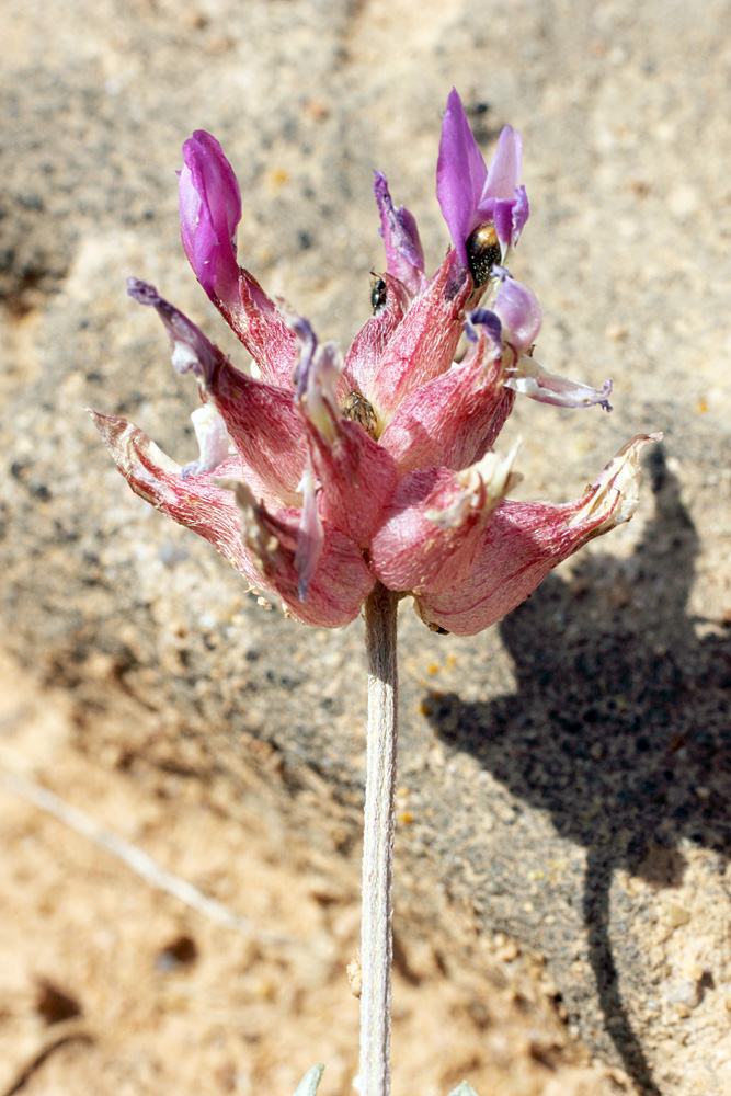 Изображение особи Astragalus schrenkianus.