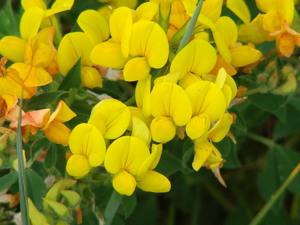 Image of Lotus corniculatus specimen.