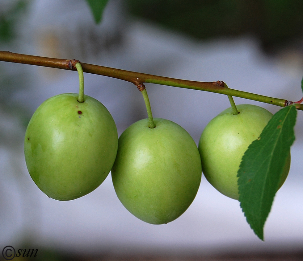 Image of Prunus cerasifera specimen.