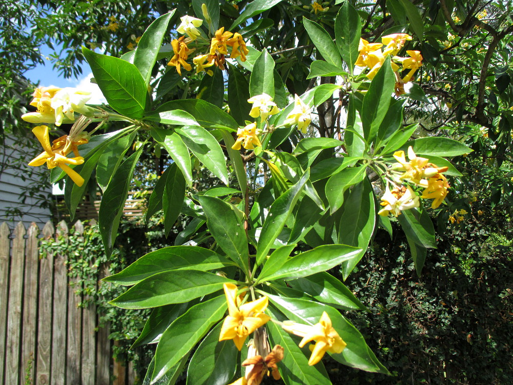 Image of Hymenosporum flavum specimen.