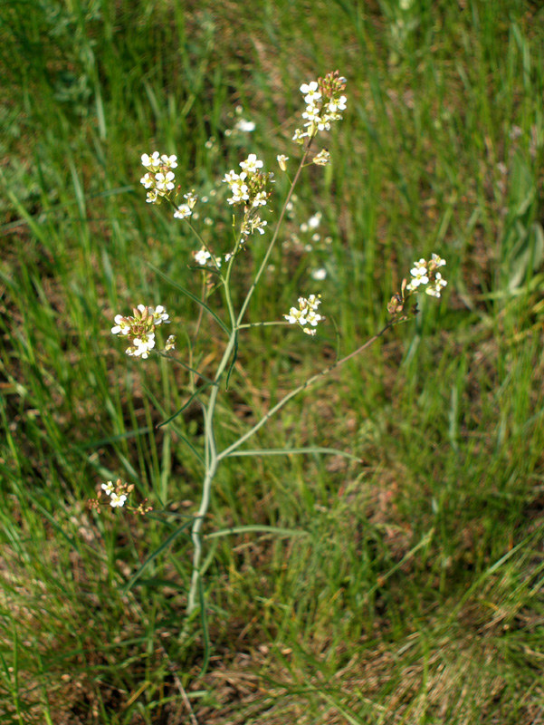 Image of Sisymbrium polymorphum specimen.