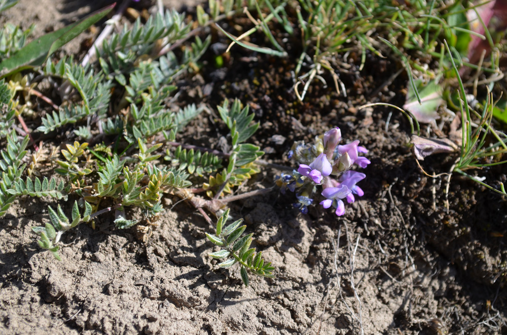 Image of genus Oxytropis specimen.