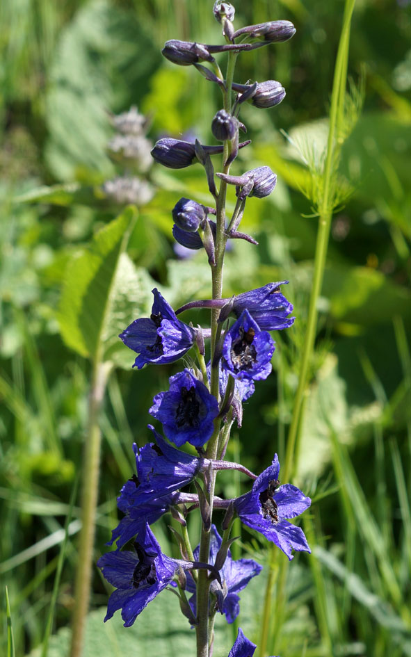 Image of genus Delphinium specimen.