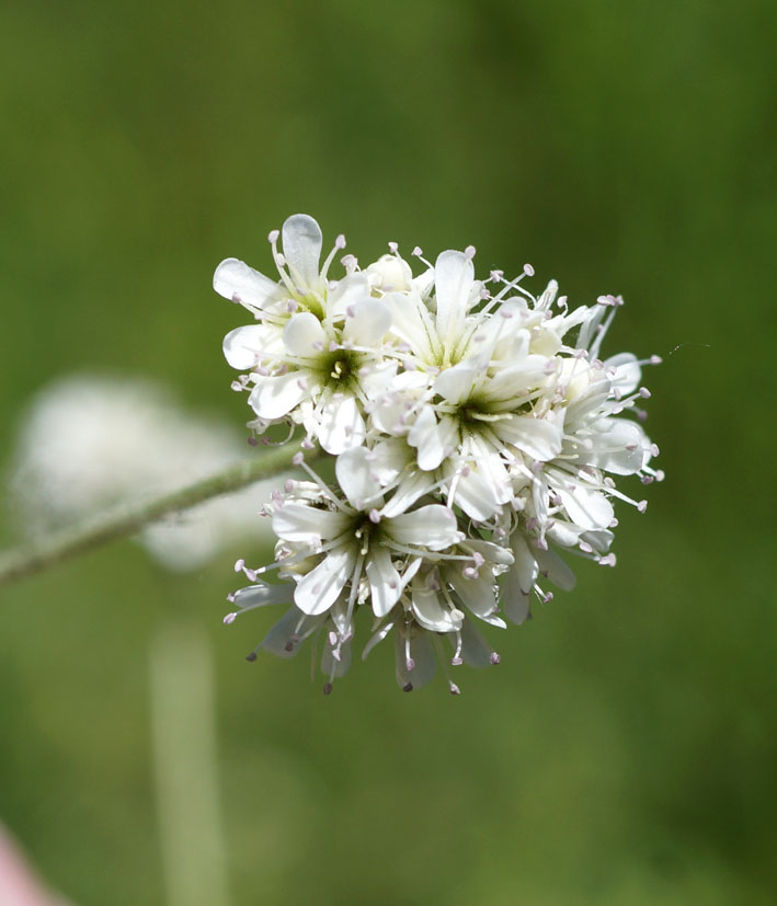 Image of Gypsophila cephalotes specimen.