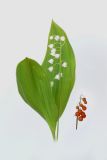 Convallaria majalis. Цветущее растение (снято 4 мая 2009 г.) и соплодие со зрелыми плодами (снято 11 сентября 2009 г.). Молдавия, пригород Кишинёва.