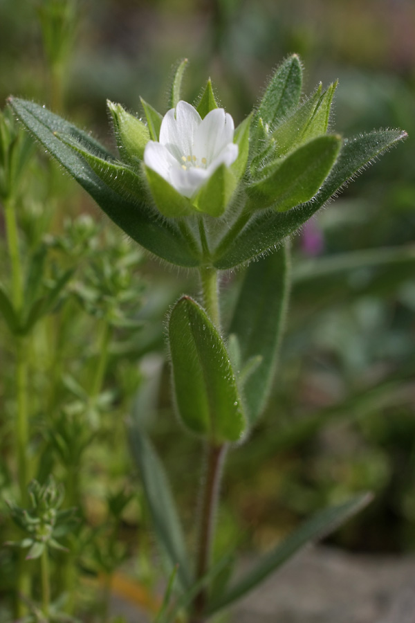 Изображение особи Cerastium inflatum.