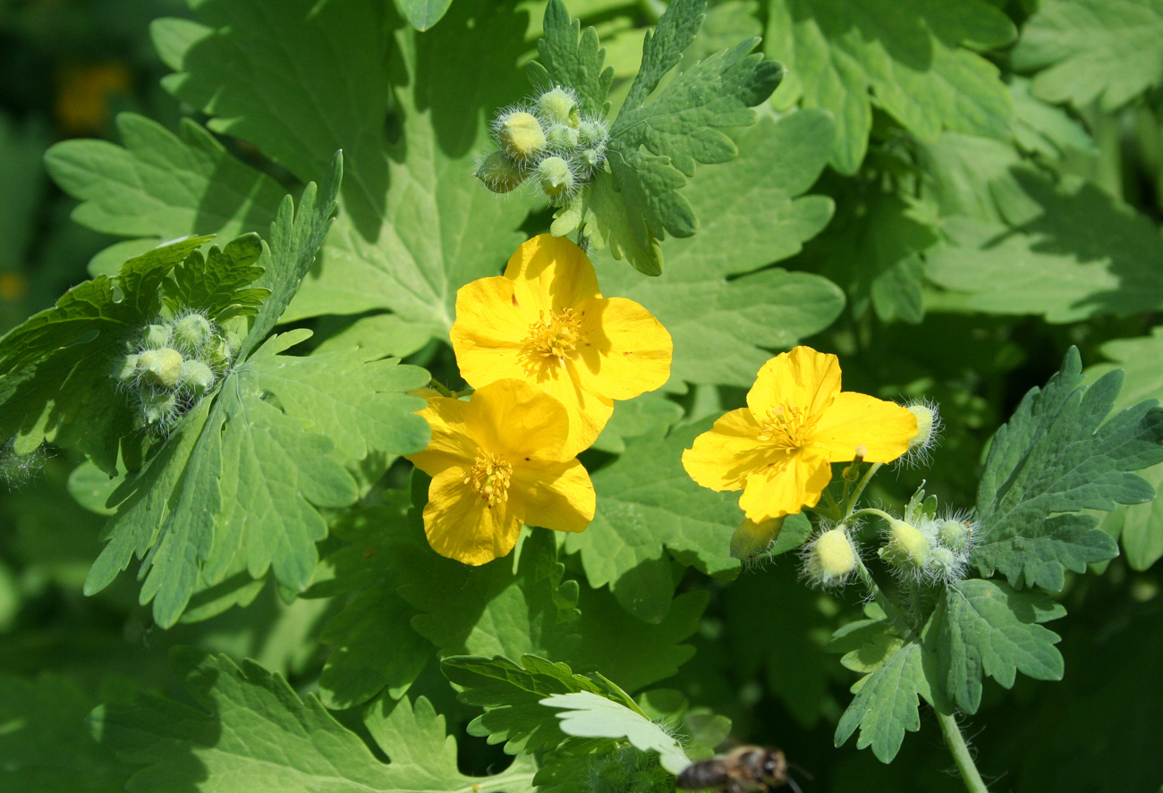 Image of Chelidonium majus specimen.