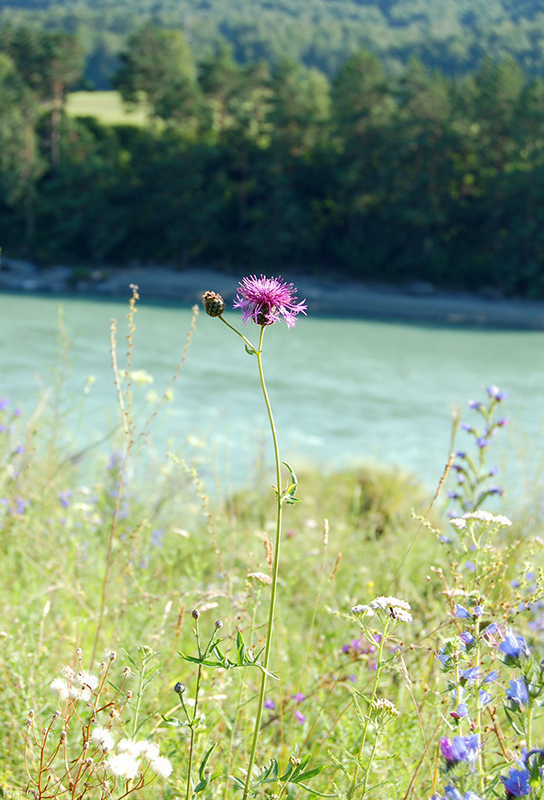 Image of Centaurea scabiosa specimen.