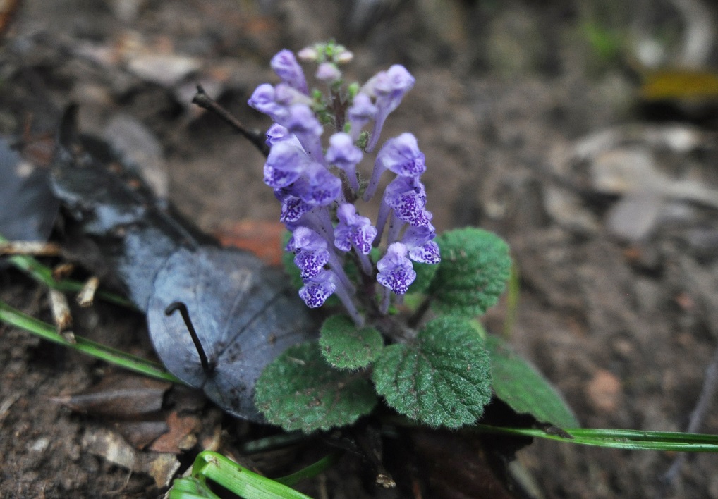 Image of Scutellaria indica specimen.