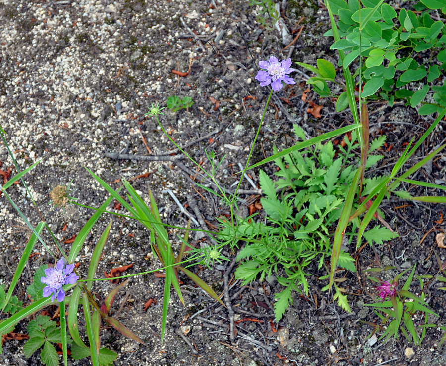 Изображение особи Scabiosa lachnophylla.