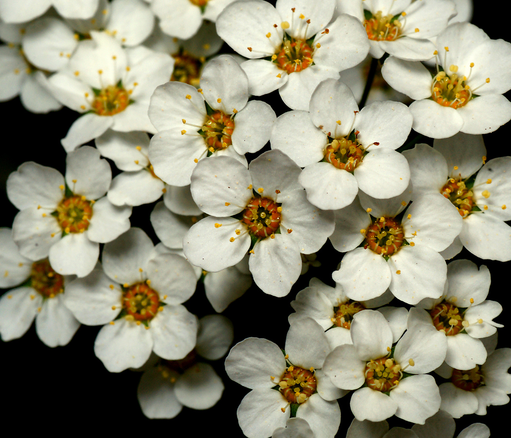 Image of Spiraea &times; cinerea specimen.