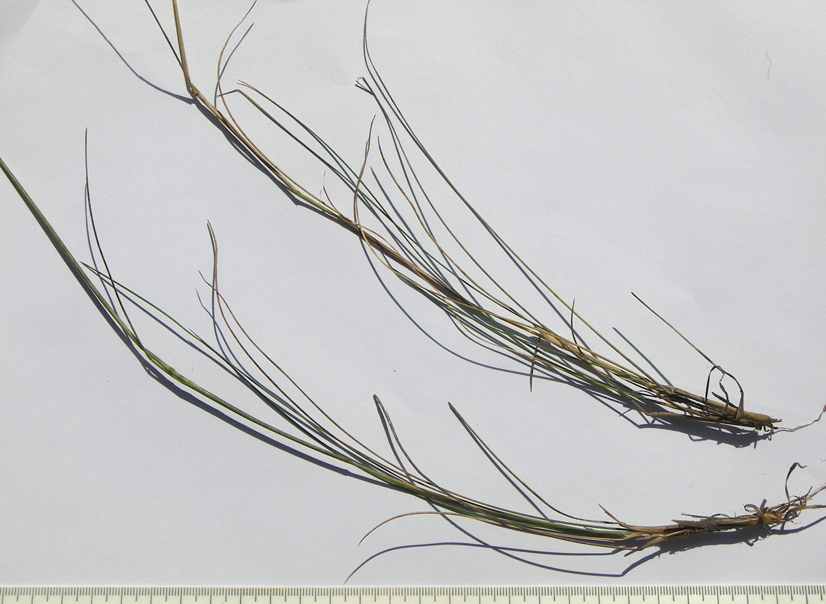 Image of Stipa caucasica specimen.