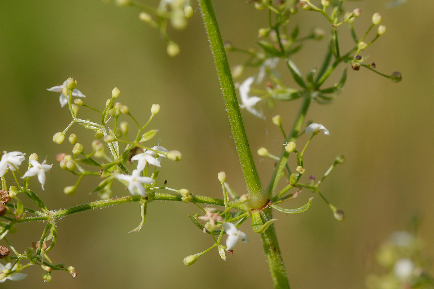 Изображение особи Galium mollugo.