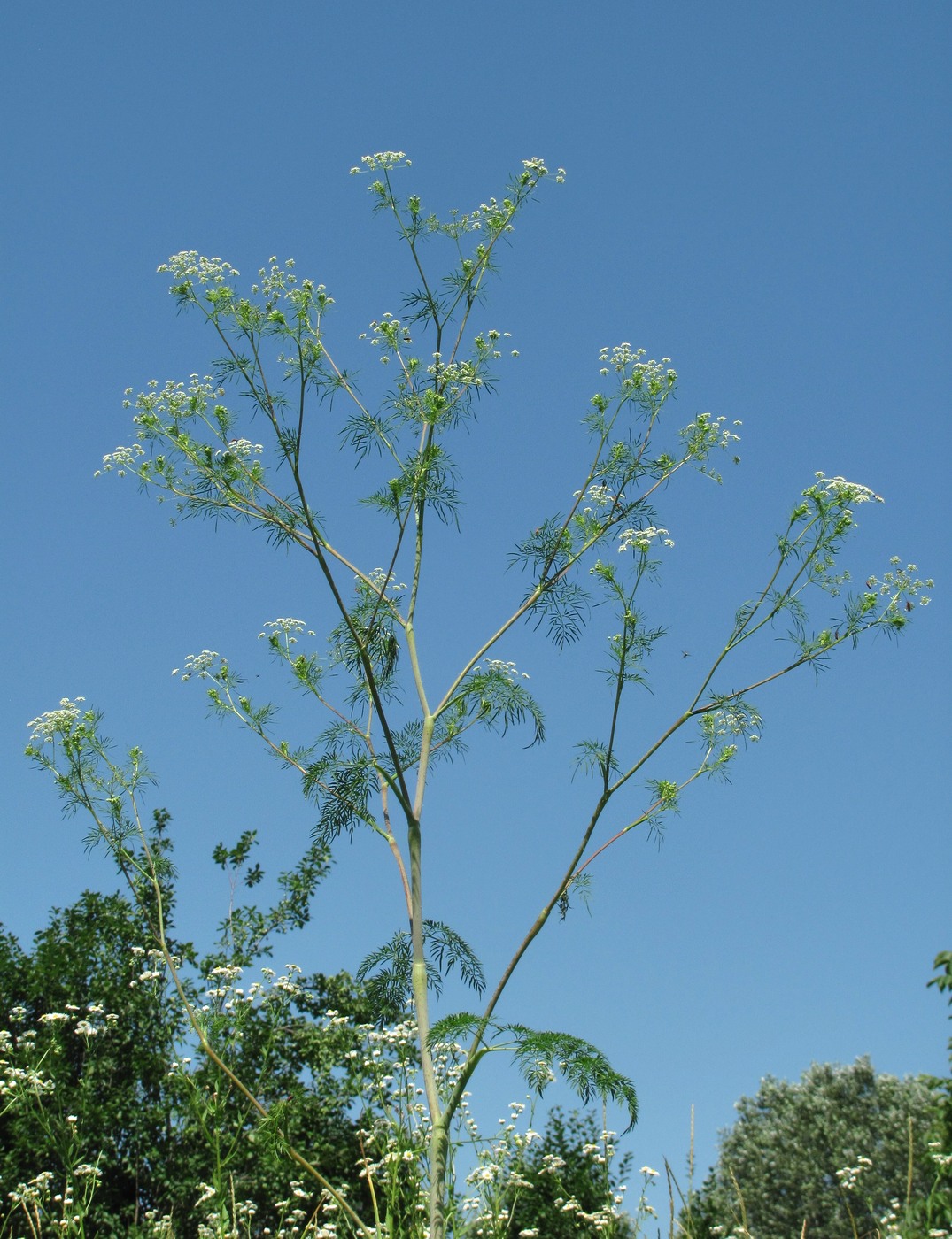 Image of Chaerophyllum bulbosum specimen.