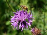 Centaurea scabiosa. Соцветие с мухой-журчалкой (Eristalis). Приморье, окр. г. Находка, разнотравный луг. 04.08.2016.