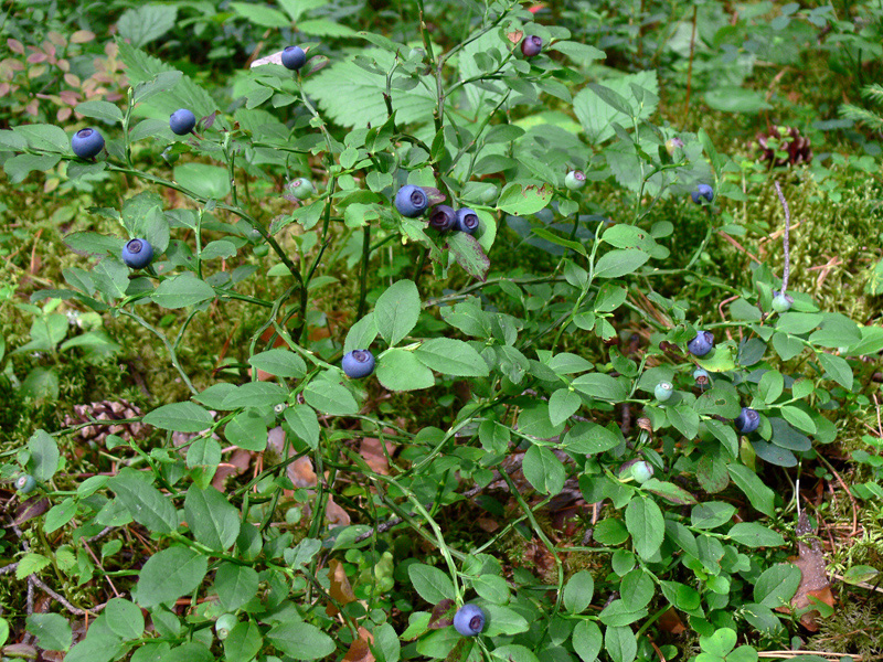 Image of Vaccinium myrtillus specimen.