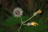 Hieracium koehleri