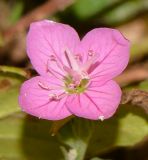 Oenothera rosea. Цветок. Израиль, Шарон, г. Тель-Авив, ботанический сад тропических растений, берег ручейка. 21.06.2016.