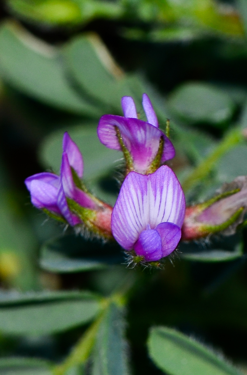 Изображение особи Astragalus mareoticus.