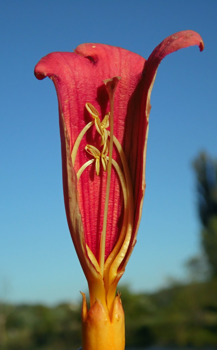 Image of Campsis radicans specimen.