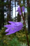 Campanula rapunculoides. Часть соцветия. Свердловская обл., окр. г. Североуральск, обочина дороги в сосново-еловом лесу. 06.09.2009.