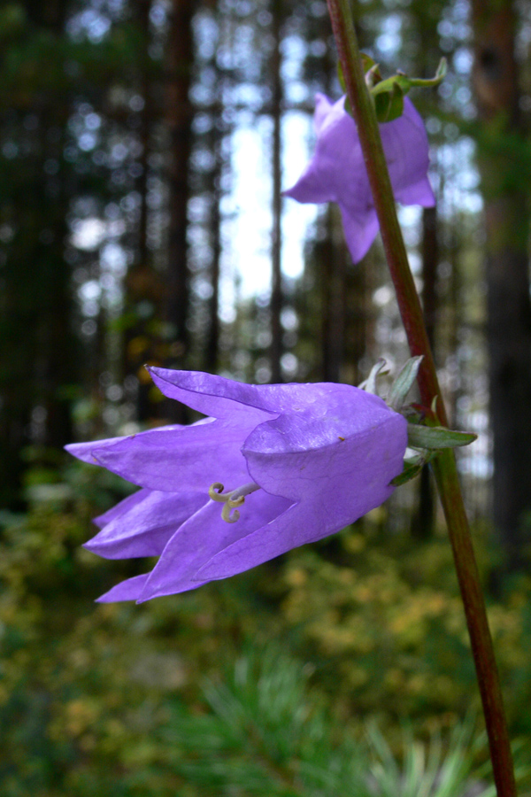 Image of Campanula rapunculoides specimen.