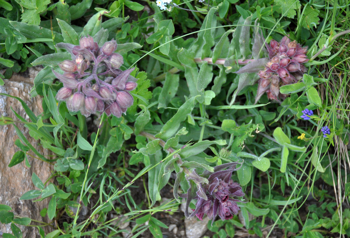 Image of Nonea intermedia specimen.