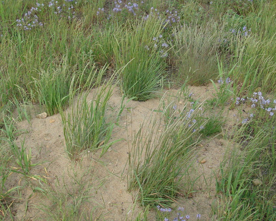 Image of familia Poaceae specimen.