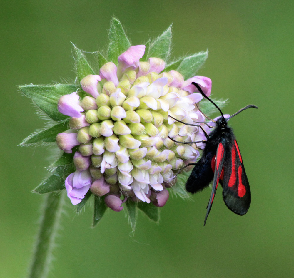 Изображение особи Knautia arvensis.