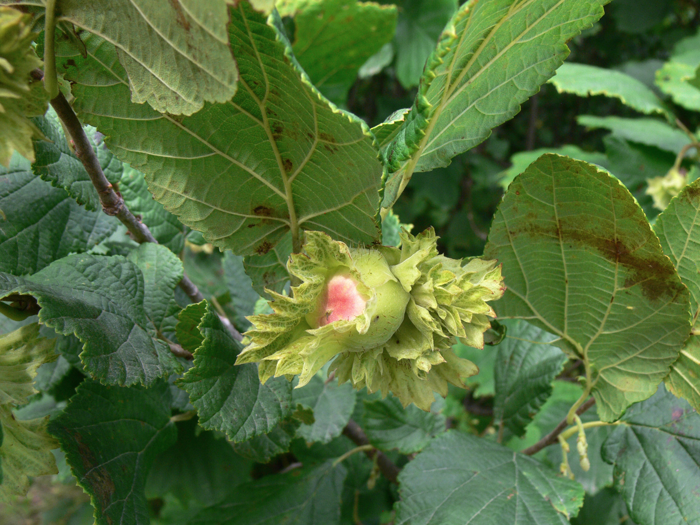 Изображение особи Corylus heterophylla.