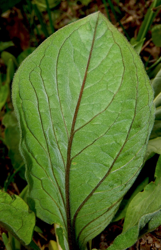 Image of Solenanthus biebersteinii specimen.