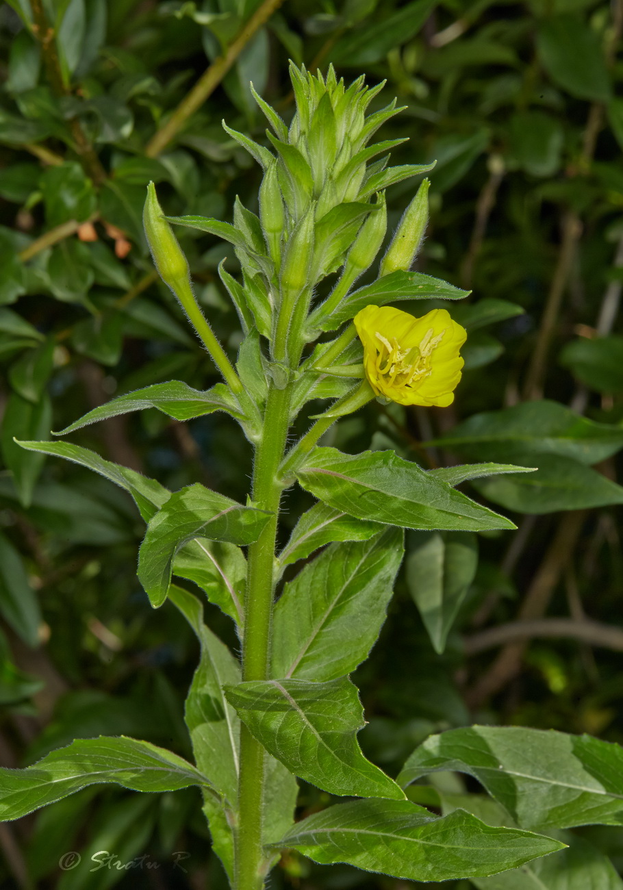 Image of genus Oenothera specimen.