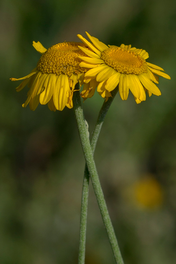 Изображение особи Anthemis tinctoria.