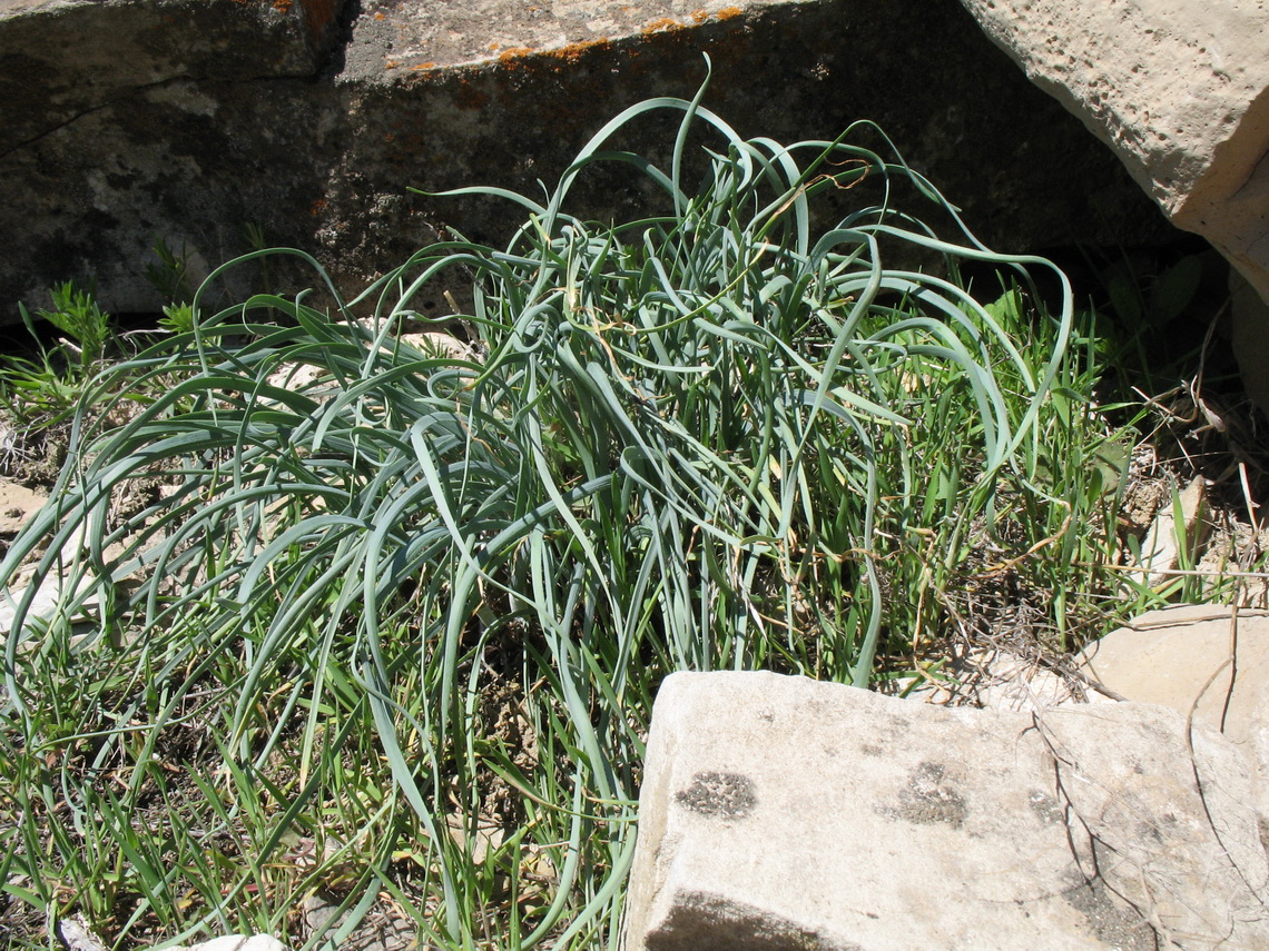 Image of Allium trachyscordum specimen.