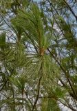 Смотреть изображение род Pinus