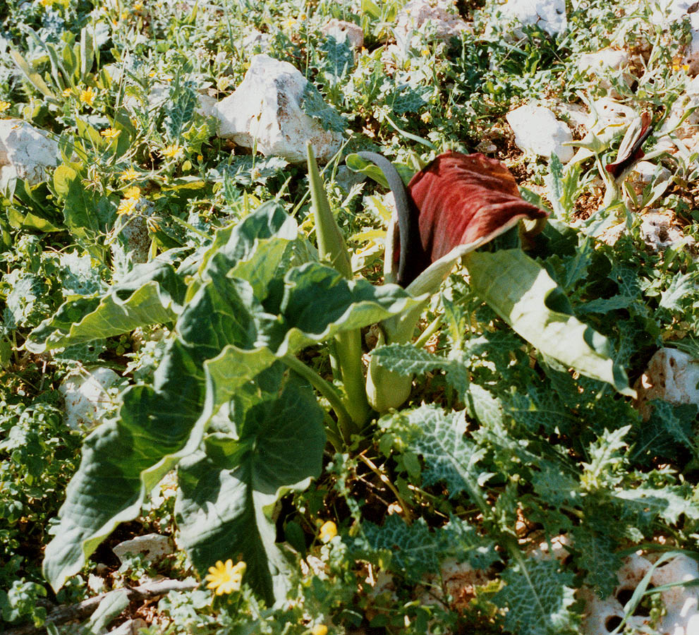 Изображение особи Arum palaestinum.