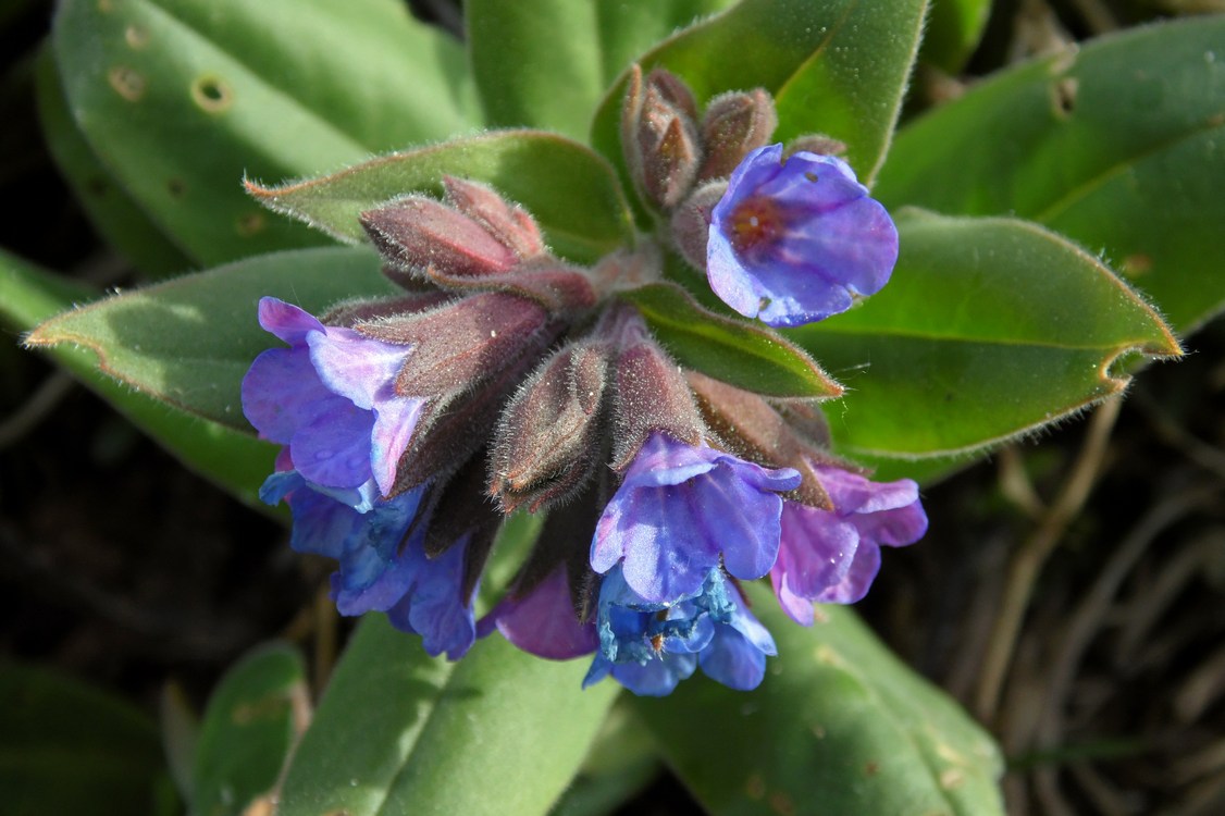 Изображение особи Pulmonaria mollis.