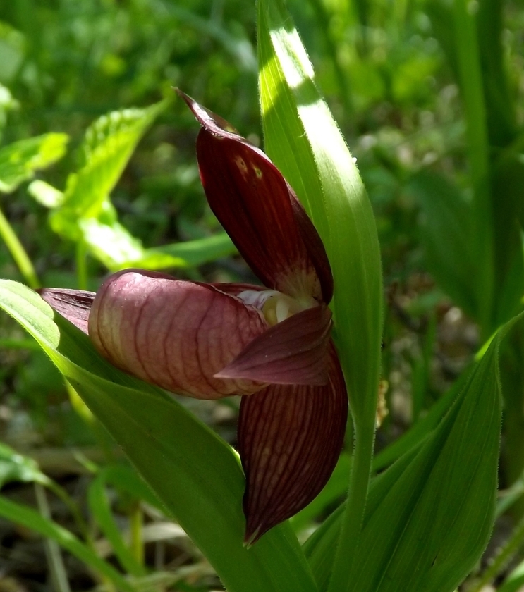 Изображение особи Cypripedium &times; ventricosum.