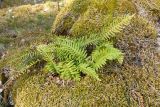 Polypodium vulgare. Спороносящее растение на куске бетона, поросшем Pleurozium schreberi. Ленинградская обл., Ломоносовский р-н, форт \"Красная Горка\", опушка сосняка с примесью мелколиственных пород. 21.05.2017.