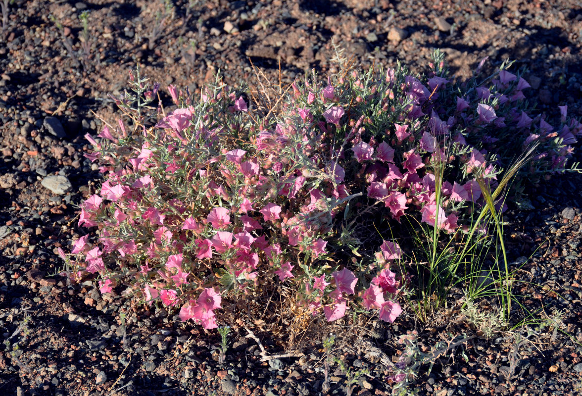 Изображение особи Convolvulus gortschakovii.